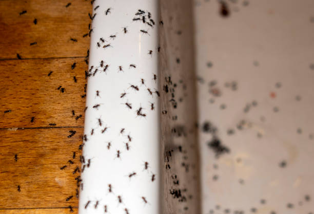 Best Pest Control Treatment  in Clayton, DE